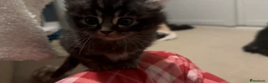 Maine Coon Kitten 3