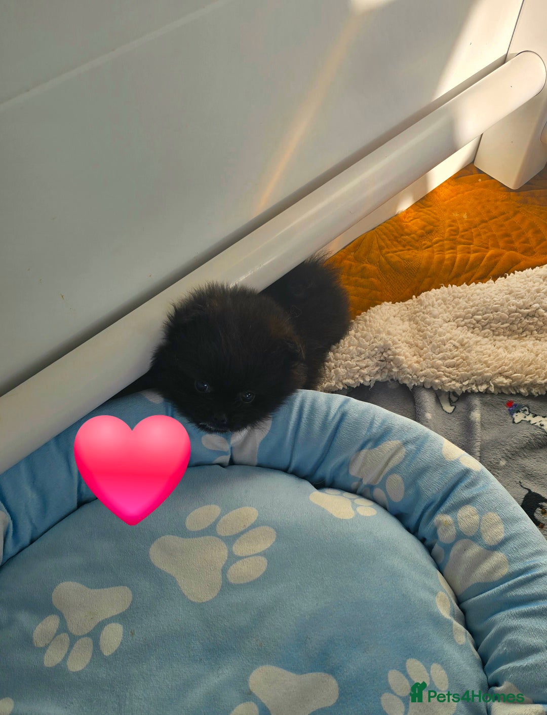 Pomeranian dogs for sale: Super tiny 40+🏆 in lines 700g 💙 only ready now! - Advert 7