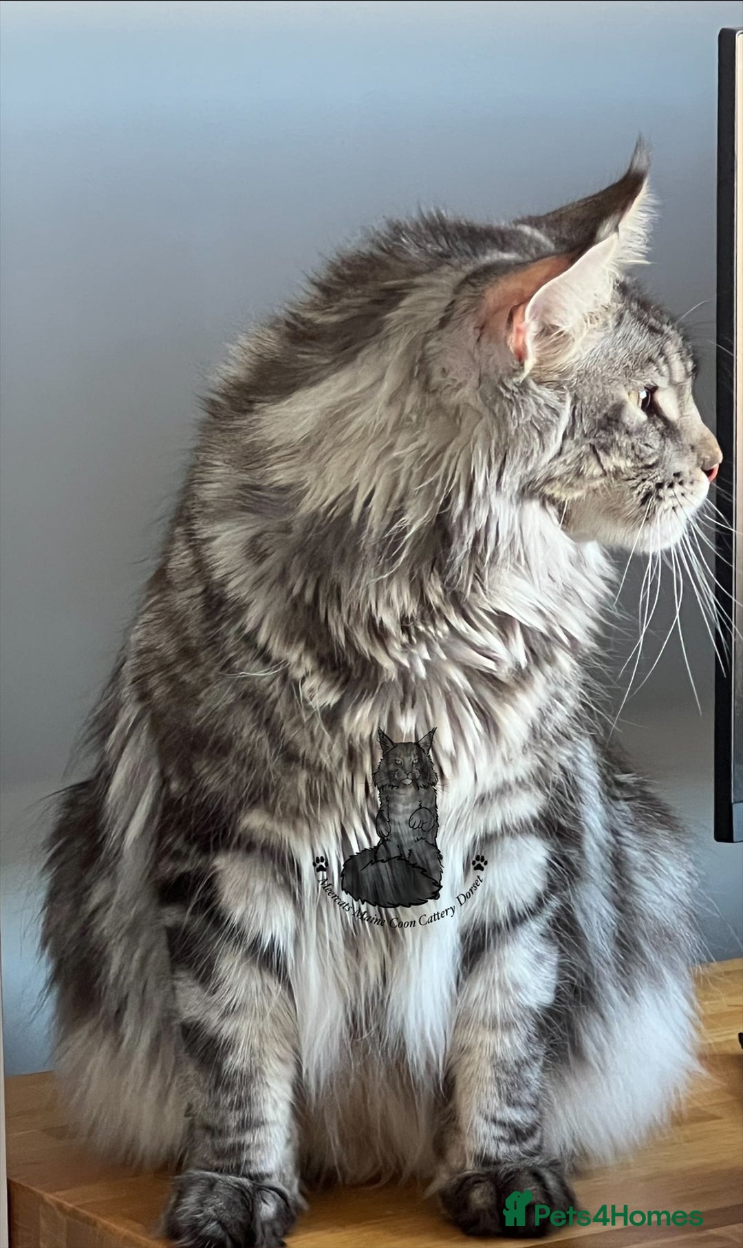 Maine Coon cats for sale: TICA stunning male black kitten Maine Coon XXL - Advert 10