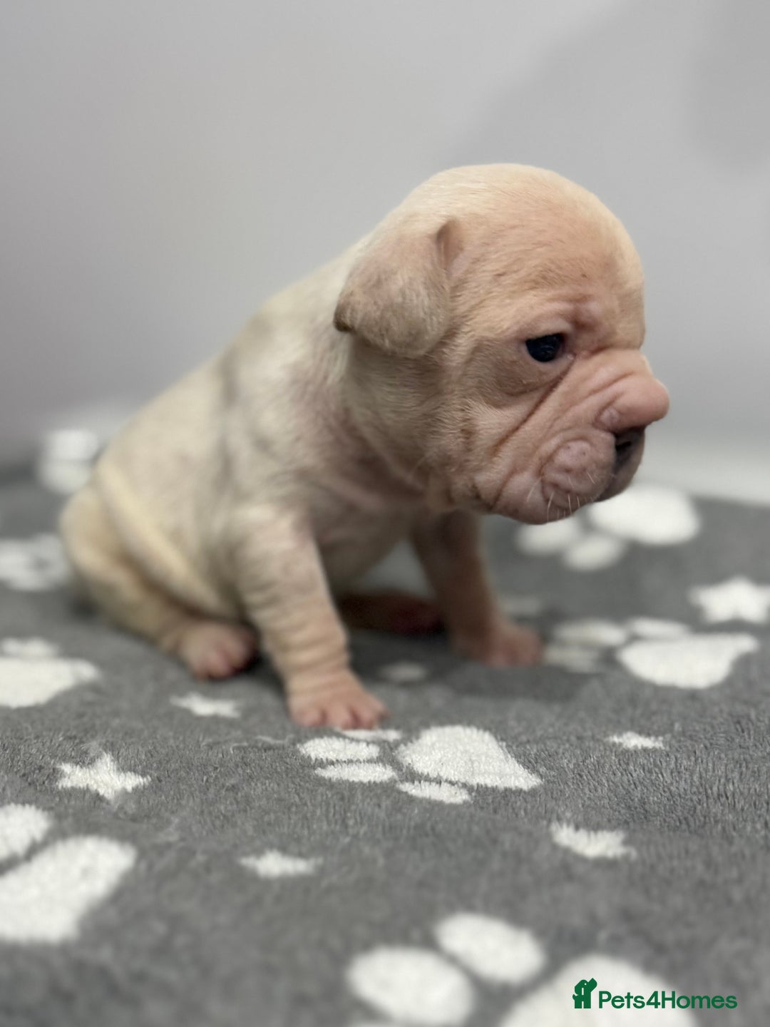 French Bulldog dogs for sale: 7 French Bull Dogs Puppy’s  - Advert 2