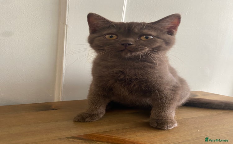 British Shorthair cats - Advert 4