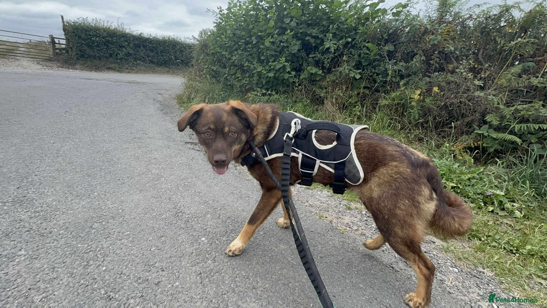 Mixed Breed dogs for adoption: Meet Heather, currently residing in Cheshire  - Image 16