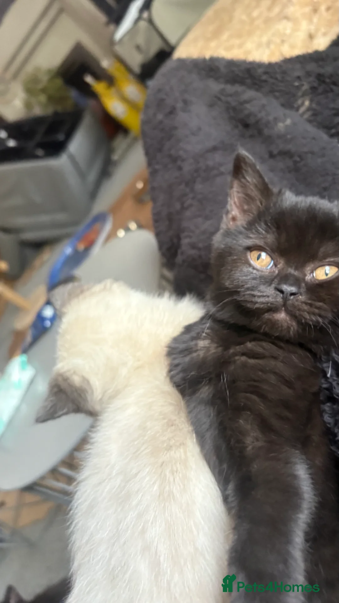 British Shorthair cats for sale: GCCF Registered 5 Generation British Shorthair - Advert 20