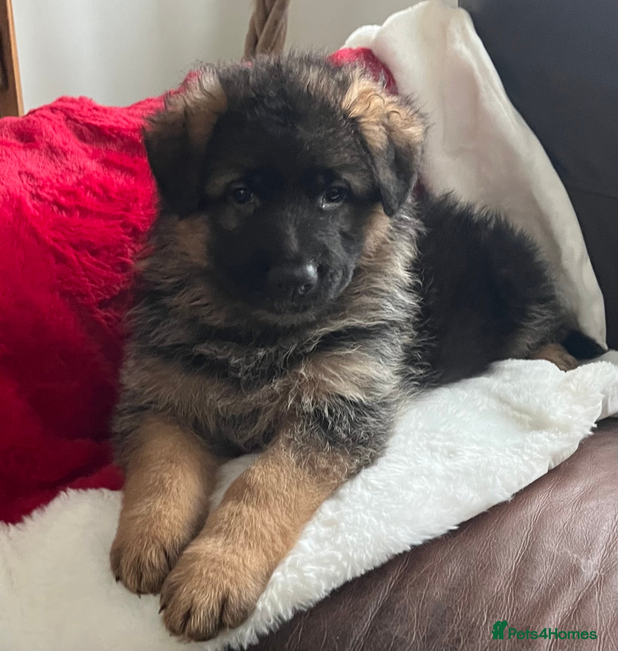German Shepherd dogs Outstanding long haired Gsd pups  for sale  - Advert 6