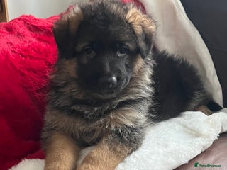 German Shepherd dogs Outstanding long haired Gsd pups for sale - Advert 7
