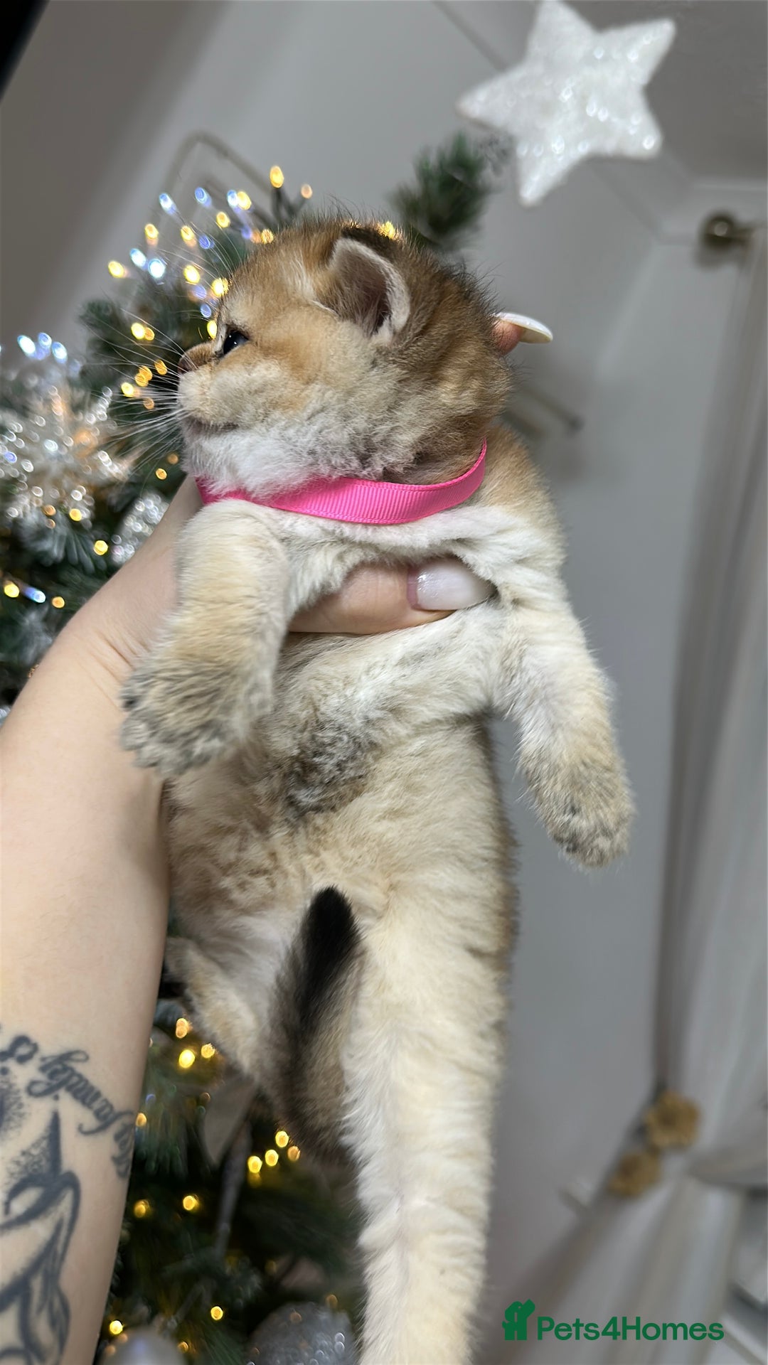 Scottish Fold cats for sale: Adorable Scottish Kittens – Raised with Love - Advert 5