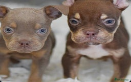 Old Tyme Bulldog dogs for sale: Why Settle for Less? 5⭐️Rated, 23 Years Experience - Image 13