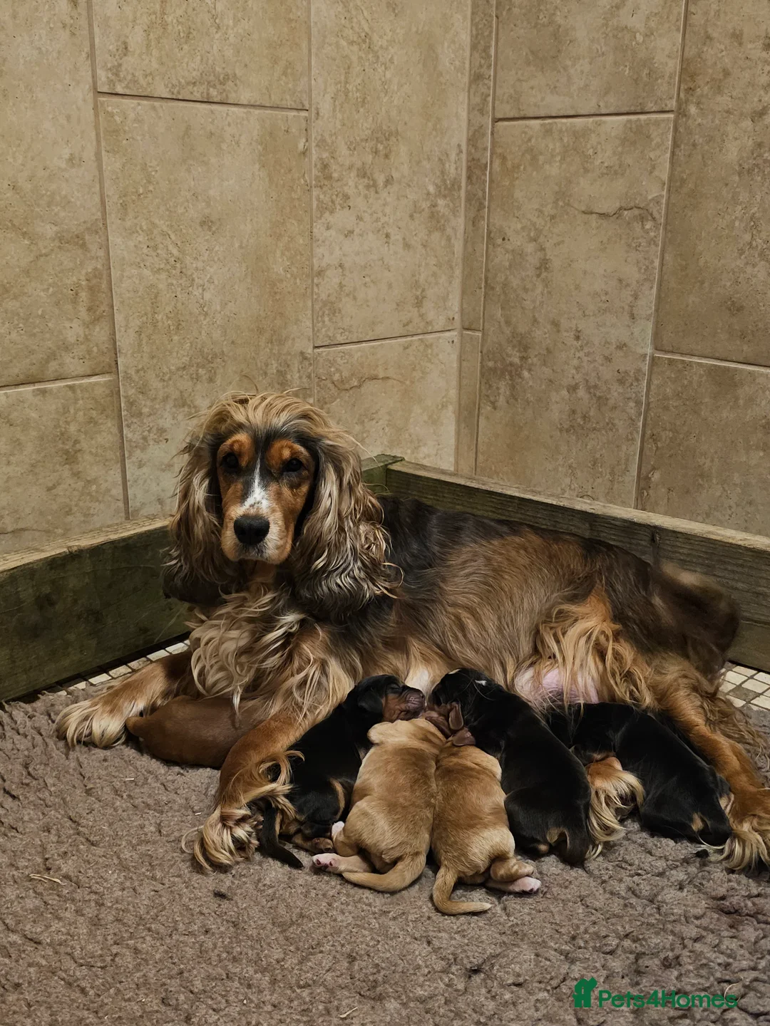 Cocker Spaniel dogs for sale: 5* Show Type Cocker Spaniels Villaspaniol Lines - Advert 1