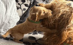 Goldendoodle dogs for sale: F1B Goldendoodle Puppies from a Therapy Dog - Image 13