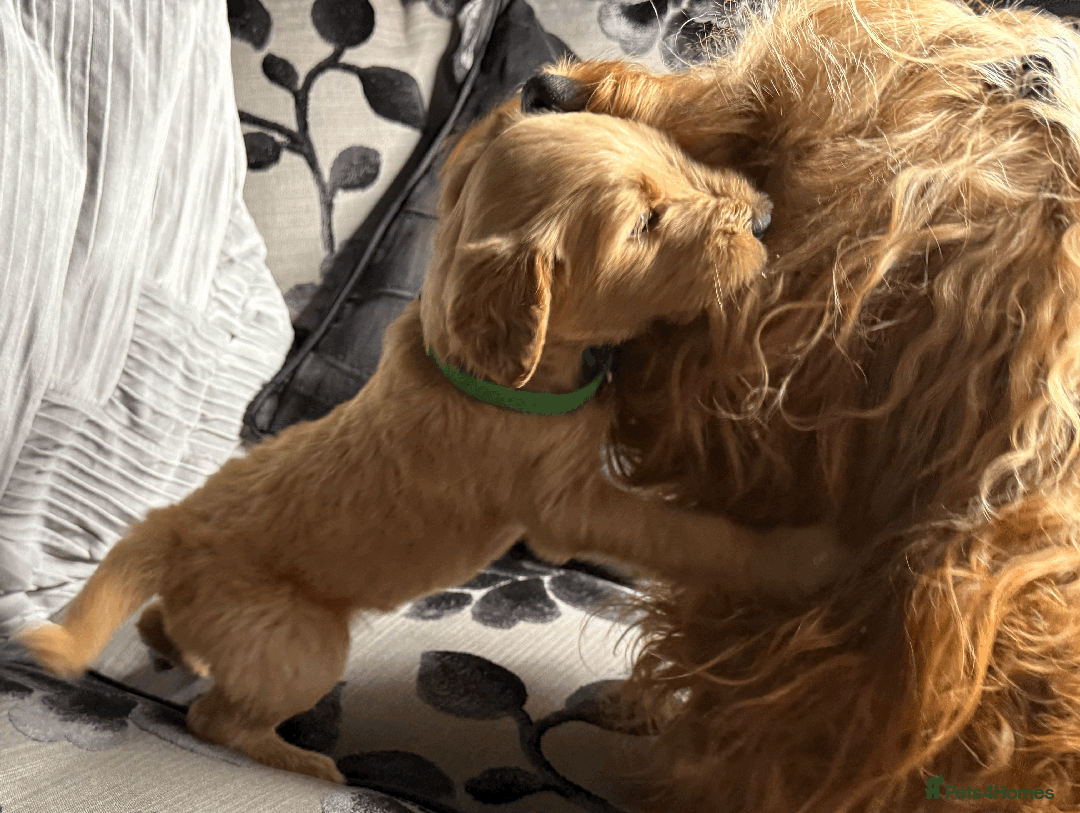 Goldendoodle dogs for sale: F1B Goldendoodle Puppies from a Therapy Dog - Image 13