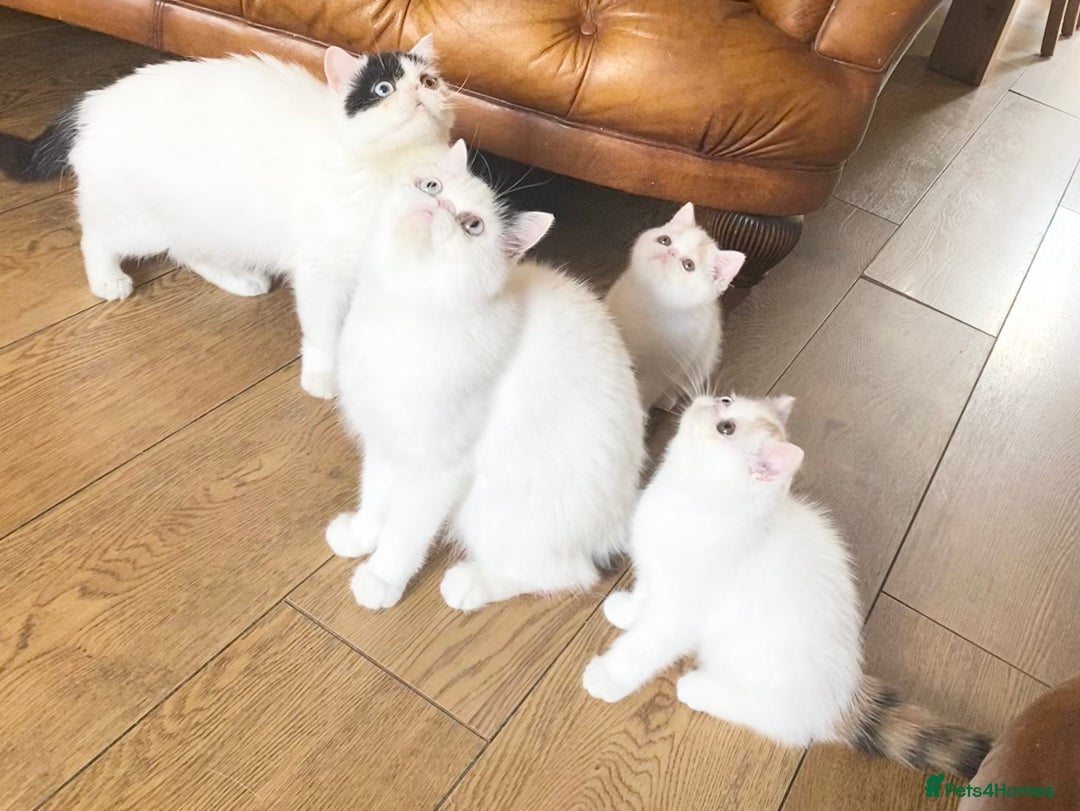 Persian cats for sale: Ready for something special? - Image 8