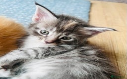 Maine Coon cats for sale: Beautiful Maine Coon babies - Image 14
