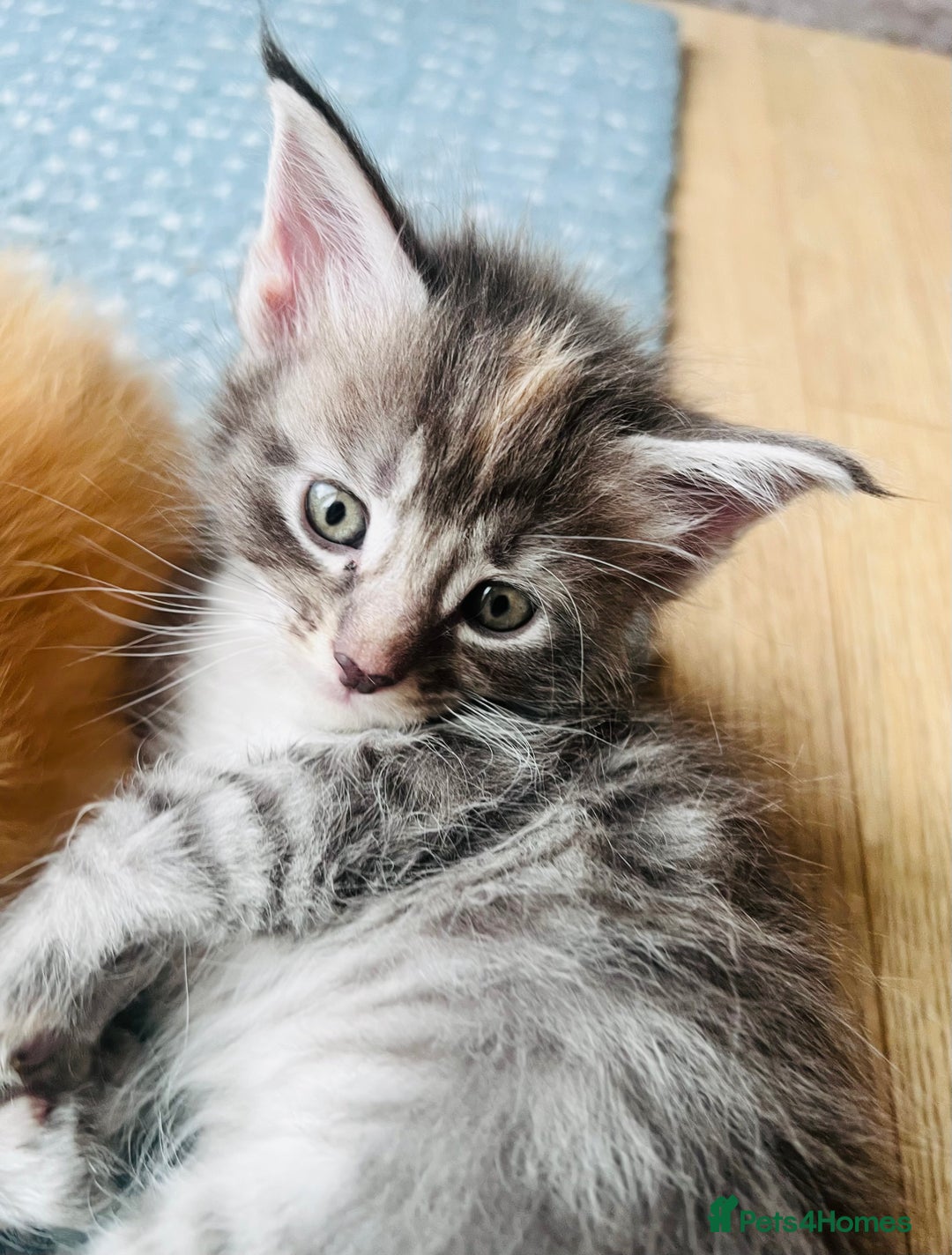 Maine Coon cats for sale: Beautiful Maine Coon babies - Image 14