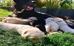 Mixed Breed dogs for sale: Golden retriever cross welsh collie  - Image 14