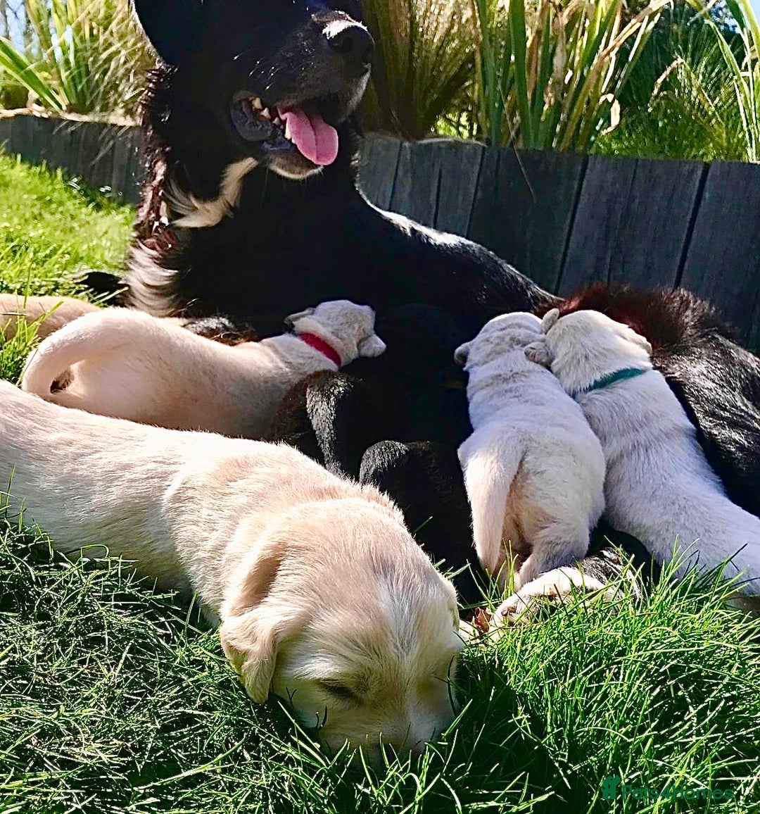 Mixed Breed dogs for sale: Golden retriever cross welsh collie  - Image 14