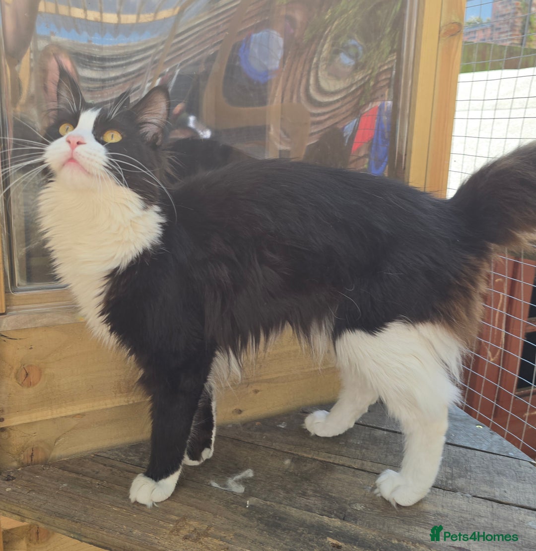 Maine Coon cats for sale: Stunning Active Adult Female Black Bicolor - Advert 14