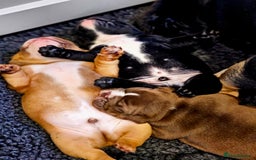 English Bulldog dogs for sale: KC Reg Champion Bloodlines 1 Girl Left £ 2800 - Image 32