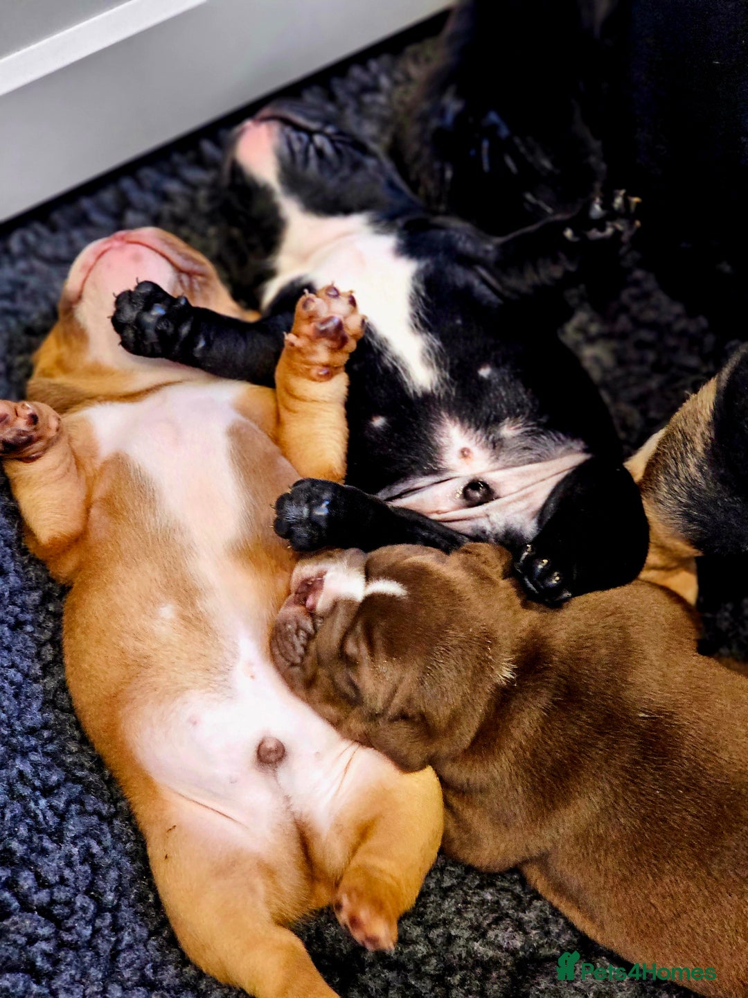 English Bulldog dogs for sale: KC Reg Champion Bloodlines 1 Girl Left £ 2800 - Image 32