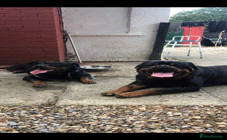 Rottweiler dogs - Advert 1