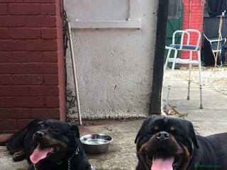Rottweiler dogs - Advert 8
