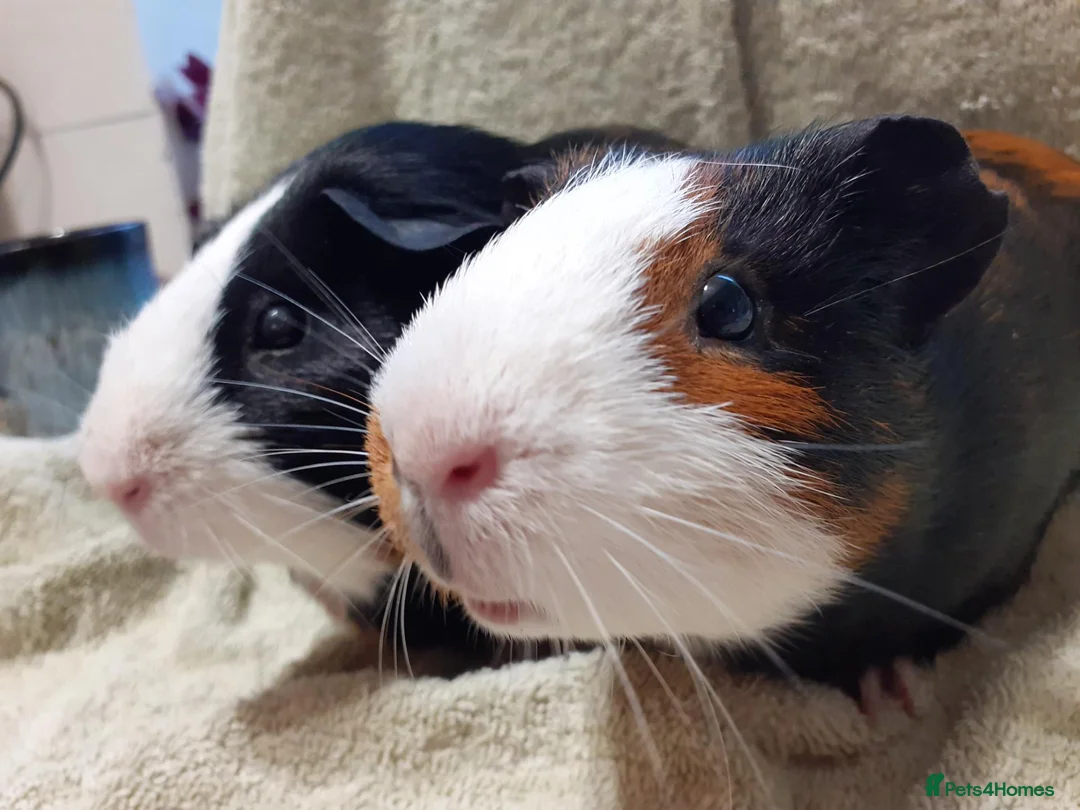 Guinea Pig rodents for sale: 2 Female Guinea Pigs For Sale - Advert 2