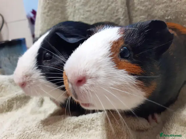 Guinea Pig rodents 2 Female Guinea Pigs For Sale - Advert 2