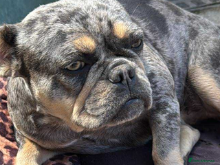 French Bulldog dogs - Advert 11