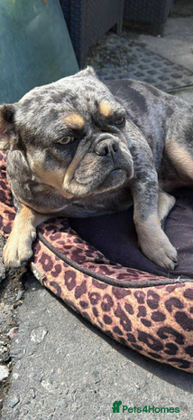 French Bulldog dogs - Advert 1
