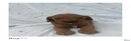 Cavapoo dogs for sale: Cavapoo Puppies Looking for their Forever Homes  - Advert 4