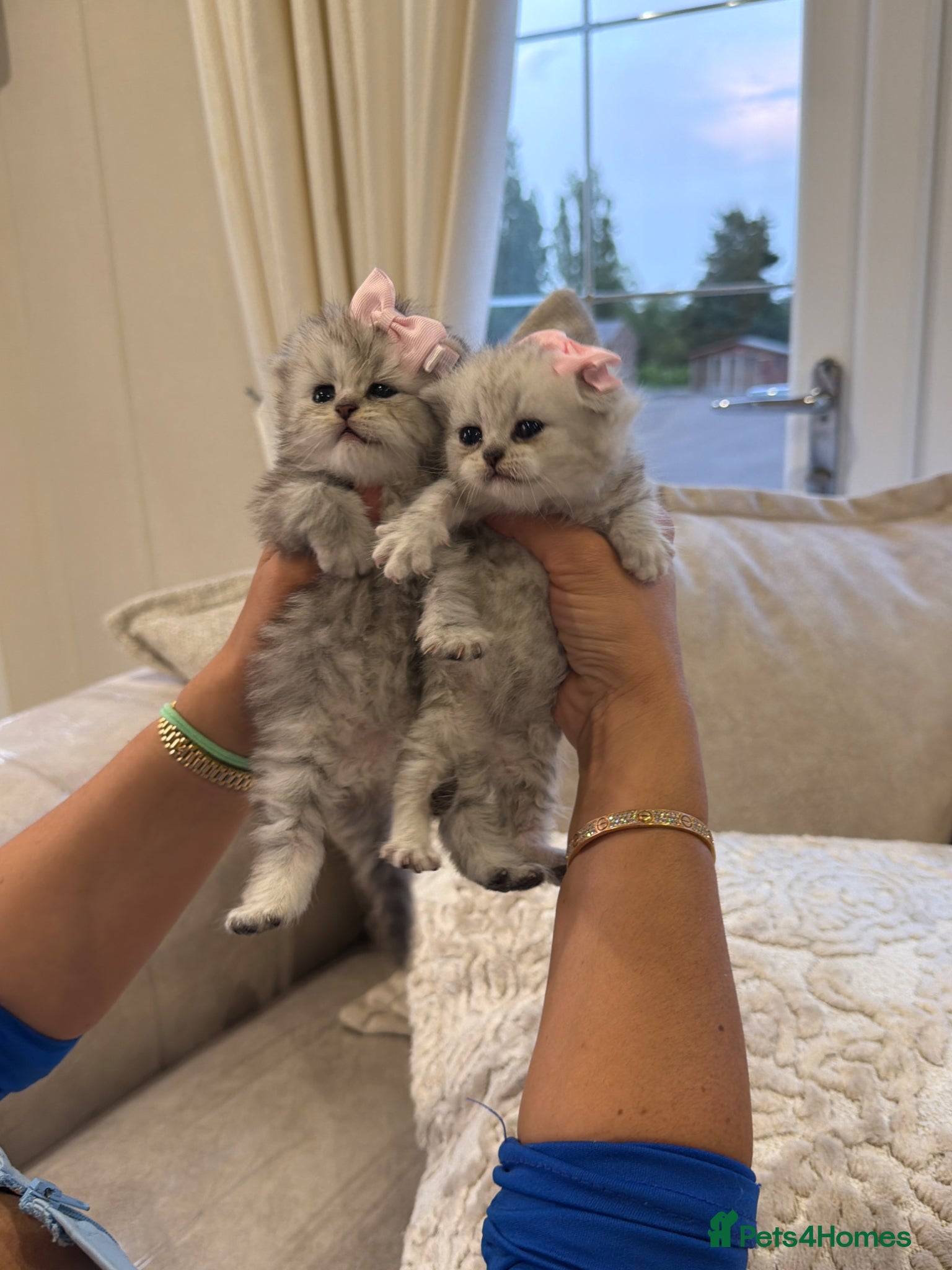 British Shorthair cats 🐾2 pedigree silver British shorthair 🐾 - Advert 5