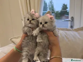 British Shorthair cats 🐾2 pedigree silver British shorthair 🐾 - Advert 6