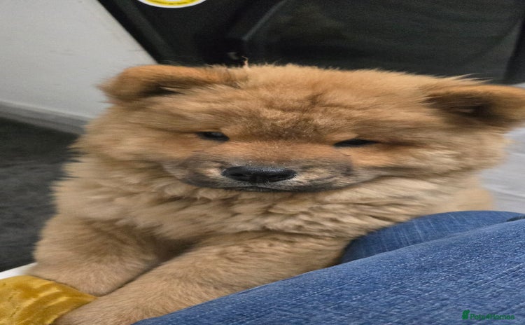 Chow Chow dogs in Wolverhampton - Advert 8