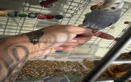 Budgerigars birds for sale: Two budgies  - Image 3