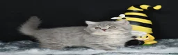 British Shorthair cats for sale: Tica registered British Shorthair kittens  - Advert 19
