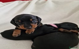 Miniature Dachshund dogs for sale: Beautiful black & tan miniature Dachshund puppies - Image 7