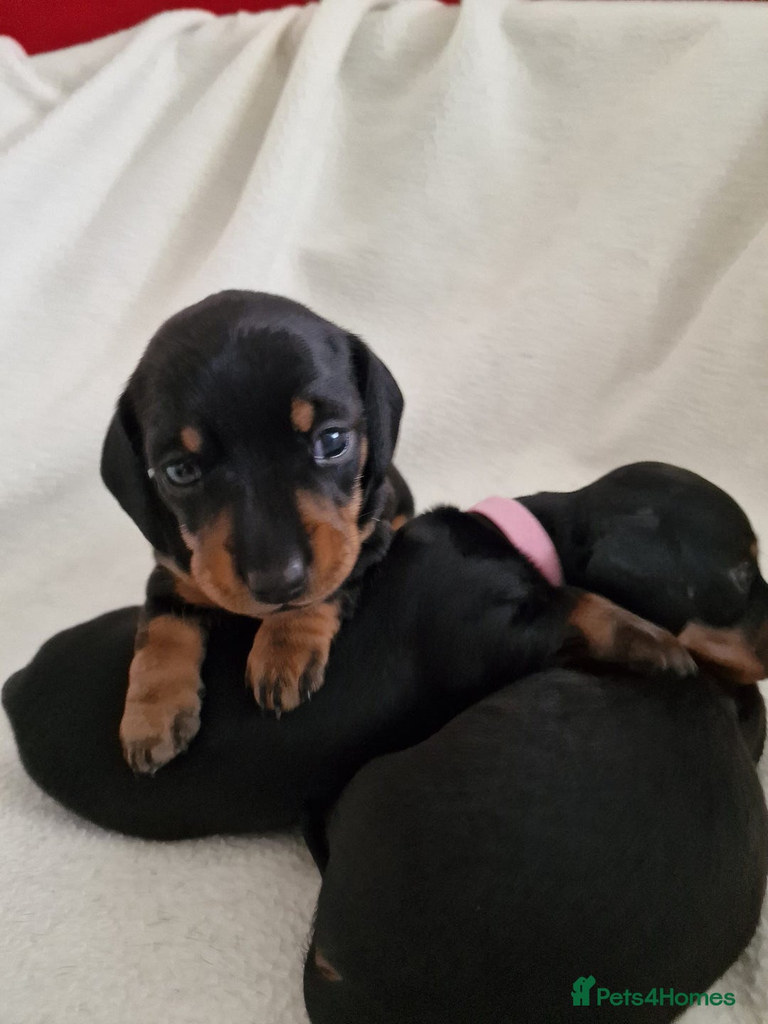 Miniature Dachshund dogs for sale: Beautiful black & tan miniature Dachshund puppies - Image 7
