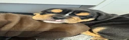 Olde English Bulldogge dogs for sale: Puppies - Advert 8