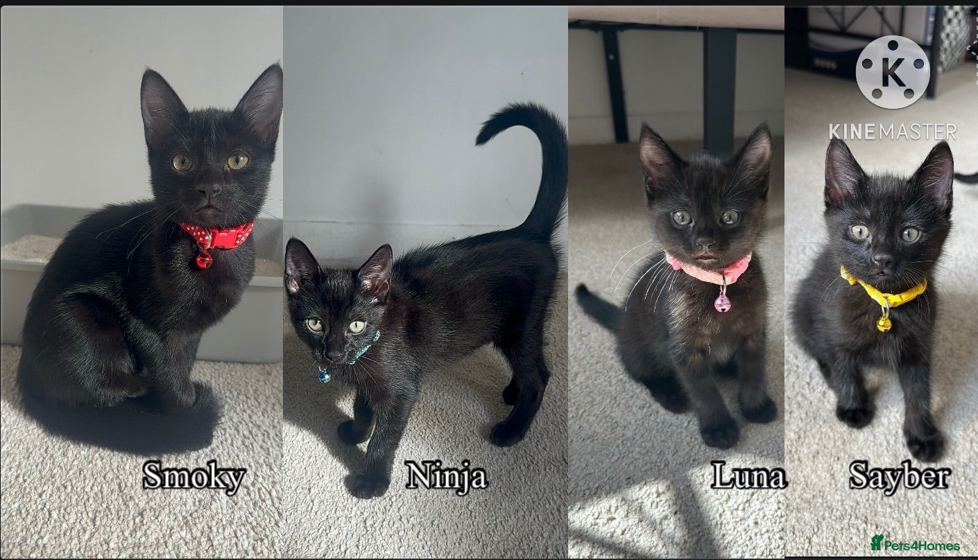 Mixed Breed cats Black Brown and White Kittens - Advert 1