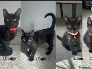 Mixed Breed cats Black Brown and White Kittens - Advert 1