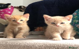 British Shorthair cats for sale: British shorthaired kittens - Image 5