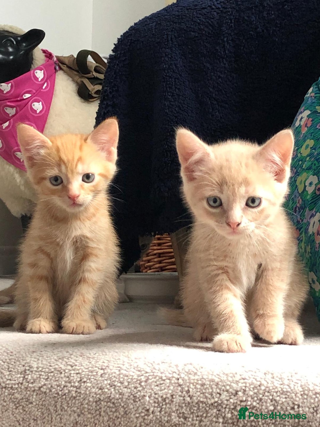 British Shorthair cats for sale: British shorthaired kittens - Image 5