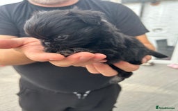 Pug dogs for sale: Fluffy Pug puppies  - Image 7