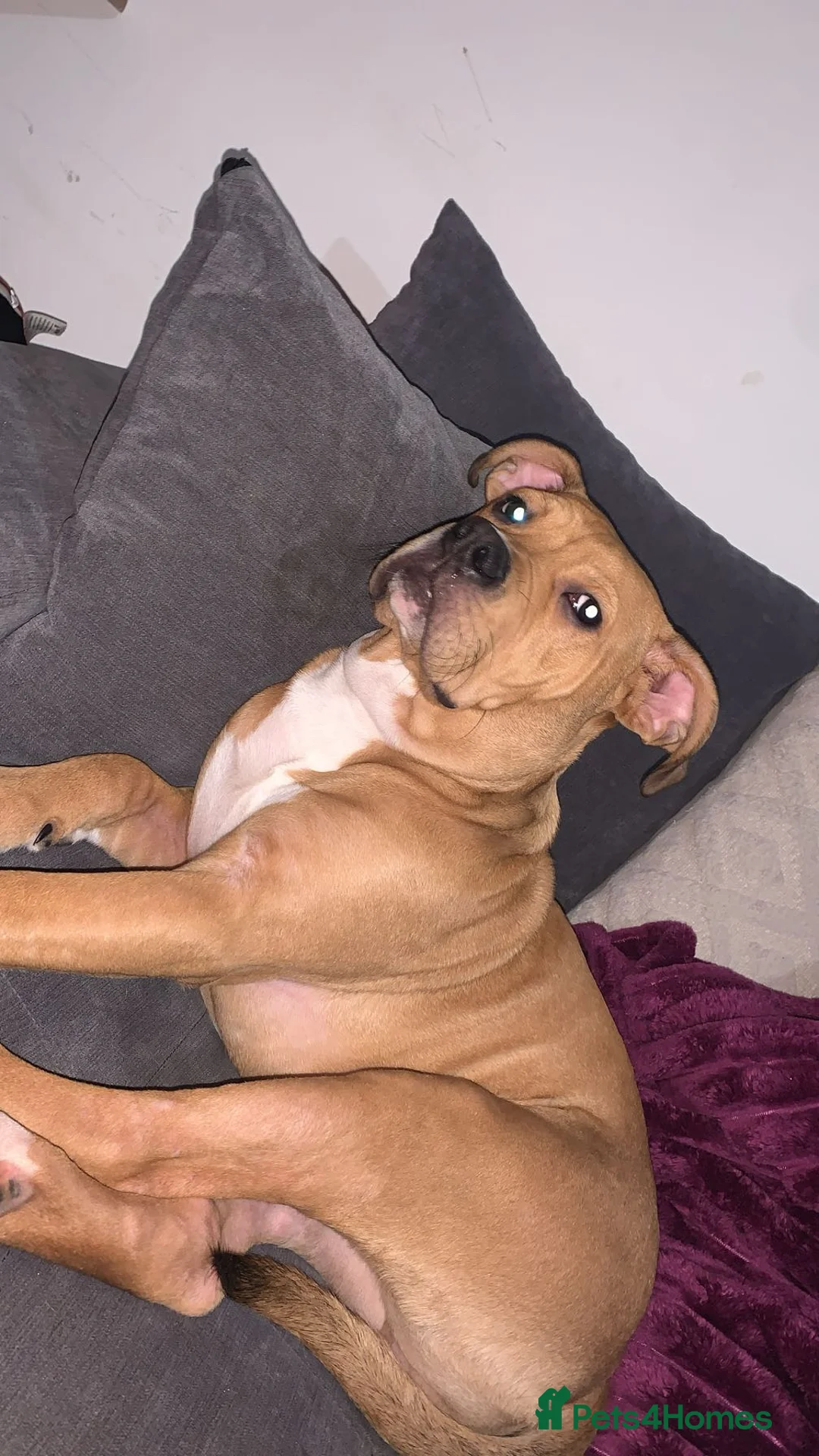Mixed Breed dogs for sale: Reggie, 9 month old male  - Advert 1