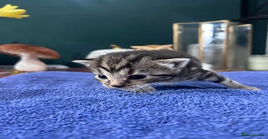 Mixed Breed cats - Advert 15