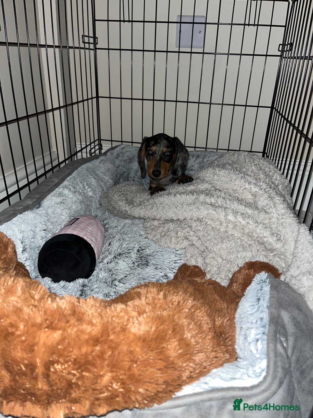 Miniature Dachshund dogs for sale: 4 month old gorgeous mini sausage  - Advert 2