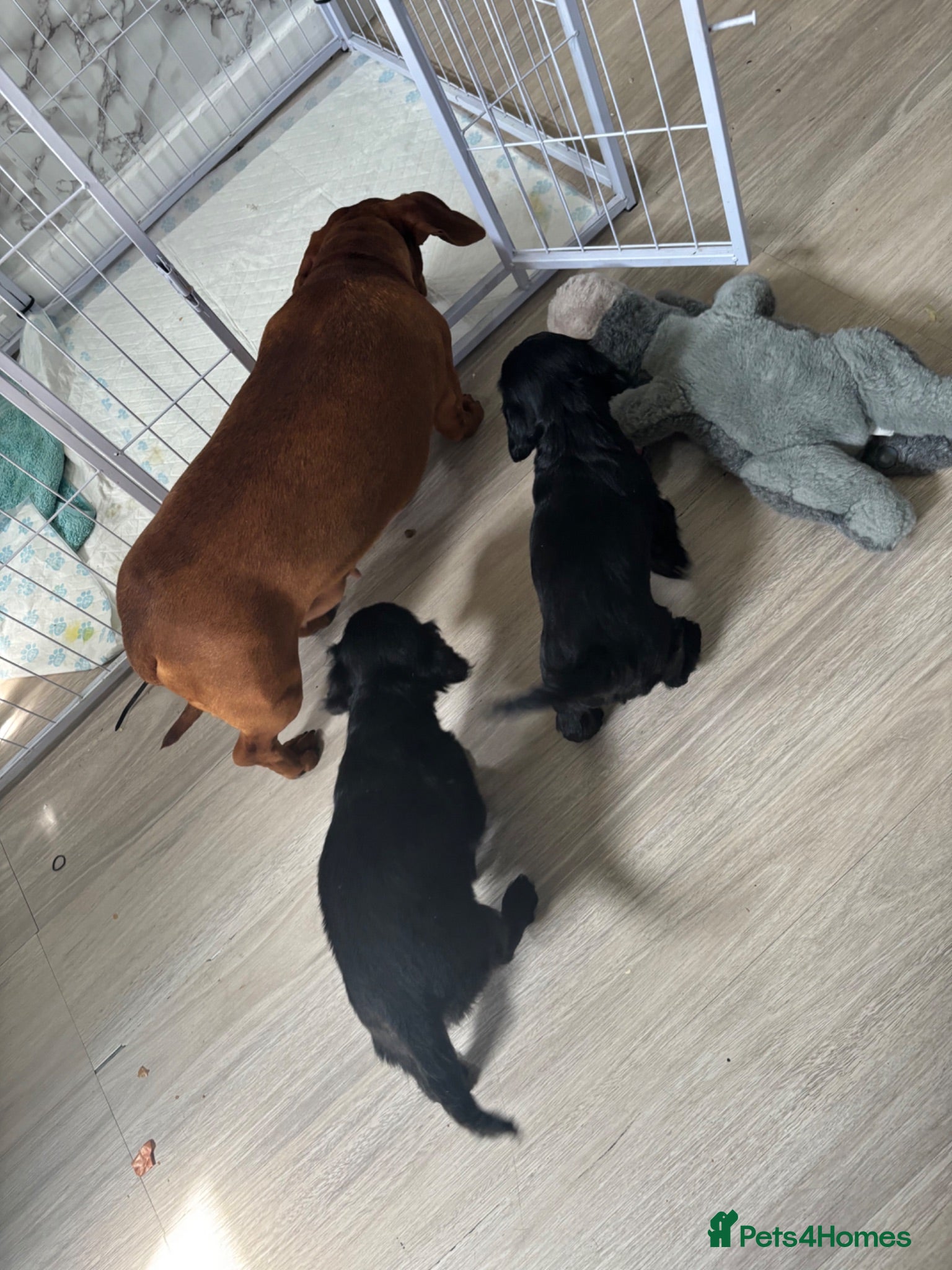 Doxiepoo dogs 4 beautiful Dacshund cross poodle  - Advert 13