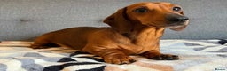 Miniature Dachshund dogs for stud: Kc reg pra clear shaded red mini smooth  - Advert 2
