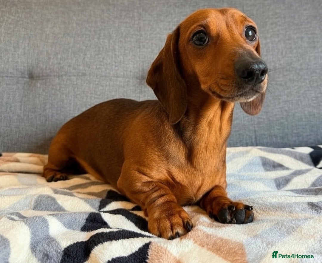 Miniature Dachshund dogs for stud: Kc reg pra clear shaded red mini smooth  - Advert 2