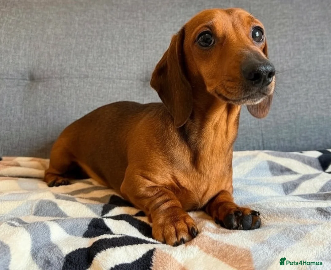 Miniature Dachshund dogs for stud: Kc reg pra clear shaded red mini smooth  - Advert 2