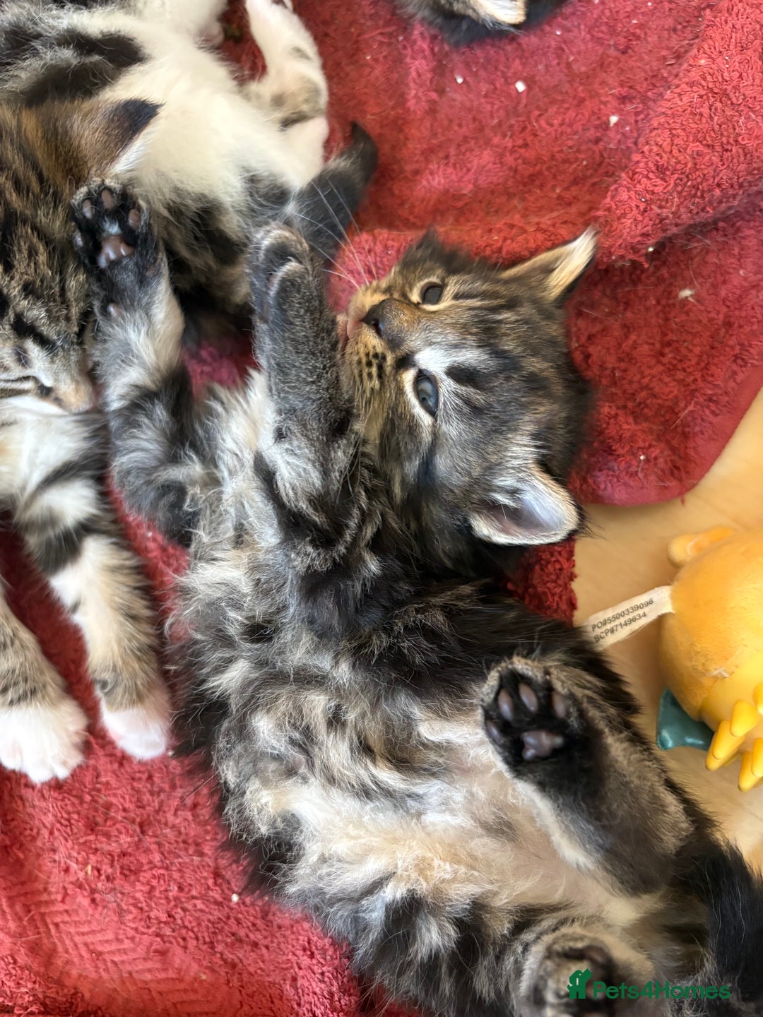 British Shorthair cats for sale: 11 SHORTHAIRED AND LONGHAIRED KITTENS - Image 22